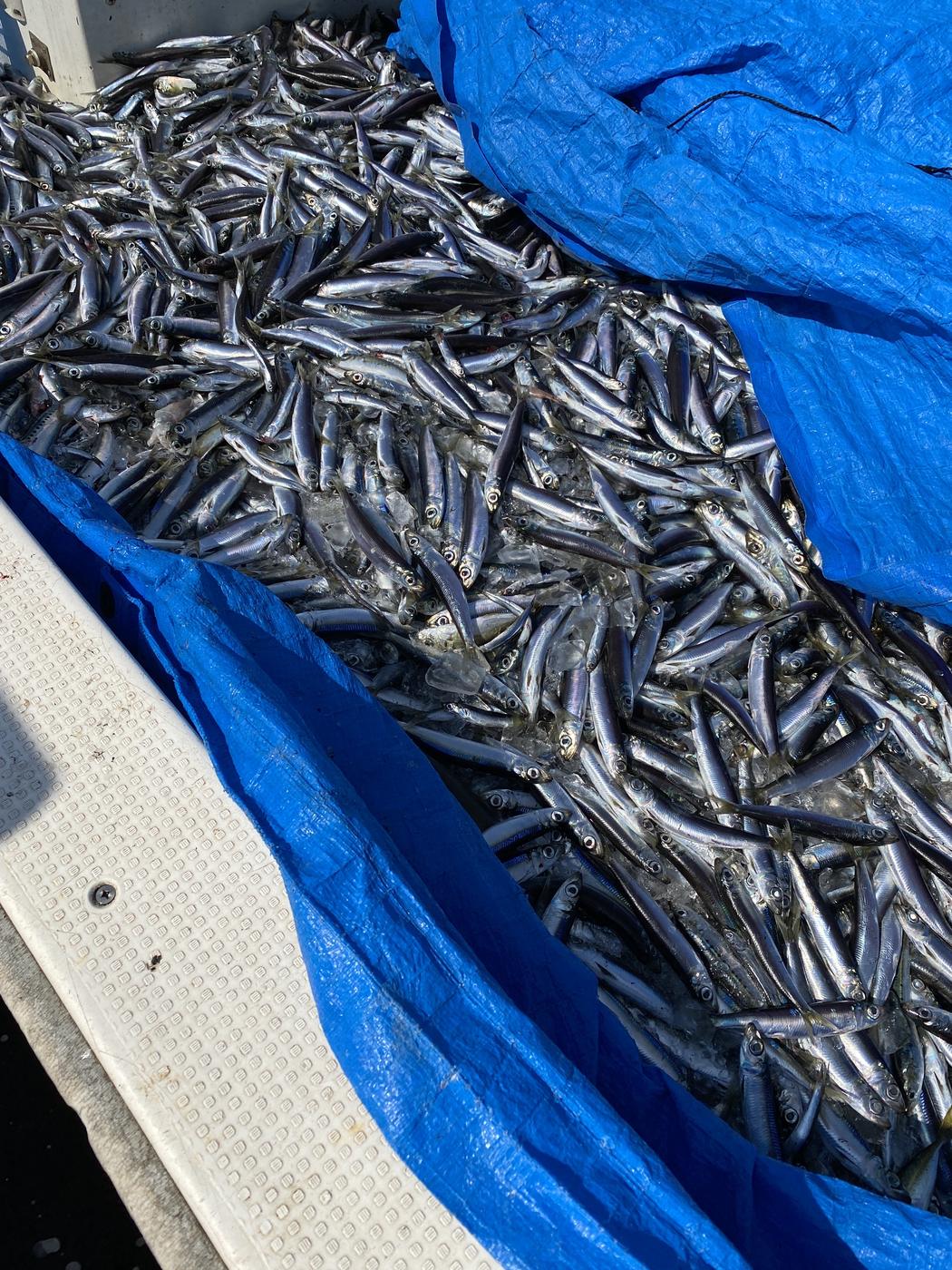 獲れたばかりの小魚